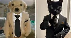 El filtro “calle, pero elegante” arrasa en TikTok: así puedes vestir a tu mascota con estilo