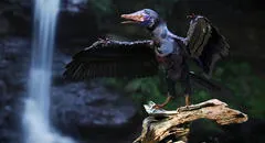 Científicos realizan un experimento con pollos y lograron que les brotaran plumas parecidas a las de los dinosaurios