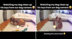 Adorable perro es captado en cámara ordenando sus juguetes y recibe aplausos en TikTok: "Más ordenado que mis hijos"
