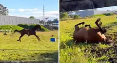 Caballo criado en la ciudad vuelve al campo y su reacción emociona a miles: "¿Spirit, eres tú?”