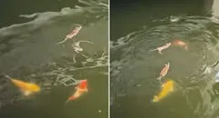 Ratitas 'nadadoras' compiten por alimento con peces en laguna: “Nadie se libra de la competencia”