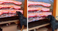 Perro ve un tocino friéndose en la televisión, cree que es real y protagoniza divertida escena al lamer la pantalla