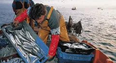 Gobierno entregó más de S/3 millones en créditos a pescadores artesanales y acuicultores desde enero a marzo de 2025