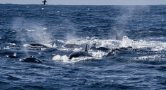 Graban una ballena azul siendo cazada por 60 orcas que luego “celebraron” con saltos y golpes de cola
