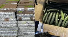 Texas: CBP incauta cargamento de metanfetamina valorado en US$14 millones oculto en chiles y pepinos provenientes de México
