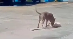 Astuto perrito se hace el muerto para escapar del ataque de un pitbull: “Dio una lección de supervivencia”