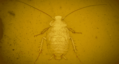 La cucaracha prehistórica de hace 99 millones de años que vivió con dinosaurios y fue hallada intacta