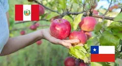 Manzanas chilenas vuelven al Perú tras suspensión de importaciones: Gobierno de Chile califica acuerdo como un hito en la relación comercial