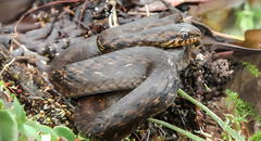 Biólogos peruanos y estadounidenses descubren una nueva especie de serpiente andina en Perú
