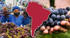 El país de Sudamérica que se consolida como el mayor exportador de uva del mundo: Estados Unidos su principal comprador