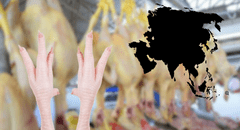 Perú es declarado libre de gripe aviar y proyecta exportación de pollo a China en 2025 empezando por las patas