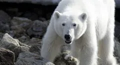 Cámara capta el preciso instante en el que un hombre se salva de un ataque de un oso polar: escapó en moto de nieve