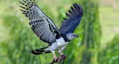 Una de las aves más temidas se encuentra en Sudamérica y podría extinguirse en los próximos años: supera los 80 kilómetros por hora