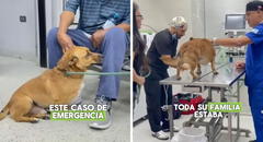 Dueños sacaron a pasear a su perrito, pero al volver descubrieron algo extraño: "Tengan mucho cuidado"