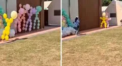 ¡Increíble! Globos ‘cobran vida’, salen corriendo de fiesta infantil y en TikTok bromean: “Tenían otro evento”