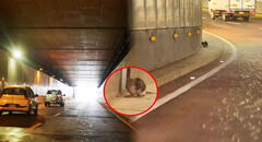 Gatito lleva más de un mes atrapado en túnel de Benavides en Surco: vecinos claman por rescate urgente