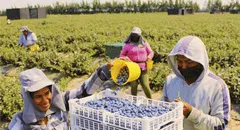 Áreas rurales en Perú registran más empleo, pero mayor informalidad que en zonas urbanas: trabajo informal supera el 90%, según INEI
