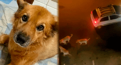 Perrita muere desgarrada protegiendo a su dueña de tres dogos argentinos en Chiclayo: "No merecía sufrir"