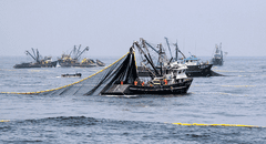 ONG Oceana recibe ataques por oponerse a pesca industrial en Paracas y Nasca