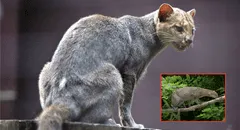 Un felino depredador que se pensaba extinto reaparece en su hábitat natural después de 40 años
