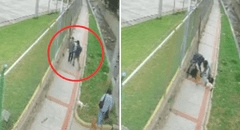 Joven queda inconsciente tras recibir brutal golpiza de pareja de asaltantes en Cusco
