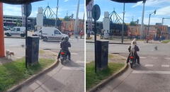Perrito callejero sorprende al subirse a la moto de un desconocido: "Se adoptó solito"