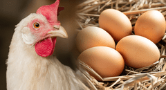 Los científicos por fin tienen la respuesta a la eterna pregunta: “¿Qué fue primero, el huevo o la gallina?"