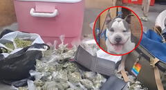 Ocultaban kilos de droga y armas de fuego en la casa de su pitbull: PNP desarticula clan familiar en Santa Anita