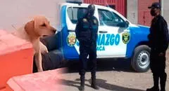 Perrito hace llorar a miles al quedarse al lado del cuerpo de su dueño fallecido en un parque de Juliaca