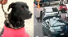 Mujer abandona a perrita y su cría en plena pista en San Miguel: cámaras captan el cruel acto
