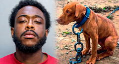 Liberan a hombre acusado de arrastrar cruelmente a su perro y lanzarlo por las escaleras: pagó una fianza de US$5.000 en Miami
