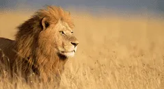 León mata a turista que salió de su carpa para ir al baño en un safari de lujo en Namibia: animal fue sacrificado