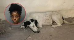 Miami-Dade: arrestan a mujer acusada de dejar perros sin comida ni agua durante más de una semana