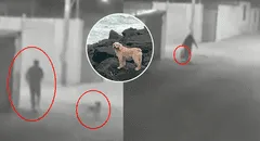 Acusan a pareja por estrangular a perrita en su vivienda en Tacna