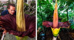 Sabias que la flor más grande del mundo tiene olor a carne podrida, puede alcanzar los 3 metros de altura y pesar 11 kilogramos