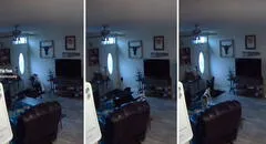 Cámara graba momento exacto en que perros rompen pared de su casa: "Se les quitó las ganas de jugar"