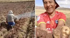 "Habemus papas": Agricultor peruano bromea sobre el papa León XIV durante cosecha y muestra humo blanco
