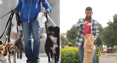 ¿Cuánto gana un paseador de perros en Lima? Nutricionista peruano dejó su carrera por esta ocupación por su alto salario