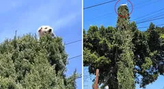 Perrito trepó a la cima de un árbol de 5 metros y sorprende a todos: “En su otra vida era gato”