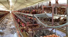 Peruanos demandan conocer el origen de los huevos que consumen