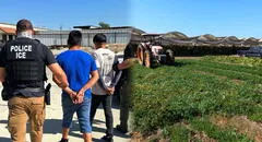 Atención, inmigrantes en EEUU: ICE realiza grandes operativos en las granjas de este condado de California