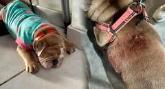 Apuñalan a perrita bulldog de un año cuando paseaba con su dueña en Trujillo