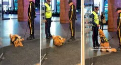 Perro policía descansaba en el trabajo hasta que llegó su jefe: "Por qué no le avisaron"