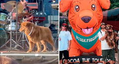Perrito es adoptado por banda de reggae y ahora va de gira con ellos: "Es el integrante más famoso"