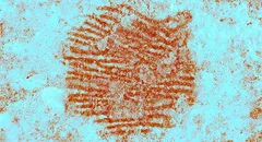 Los arqueólogos se encontraron el rastro de un dedo neandertal impreso intencionalmente en una piedra