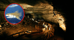 Dos nuevas especies marinas de hace 325 millones de años son descubiertas dentro de la cueva más grande del mundo