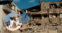 ¿Sabes qué hacer con tu mascota durante un sismo? Estas recomendaciones pueden salvarle la vida