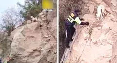 Serenos rescatan a ‘Blanquito’, un travieso perro que quedó atrapado en lo alto de cerro en Tacna: mascota estaba sedienta y asustada