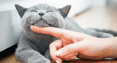 Descubre qué dice la psicología de las personas que aman a los gatos: características y rasgos únicos