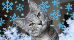 Cómo mantener a tu gato cálido y sano en invierno: claves de expertos contra el frío nocturno